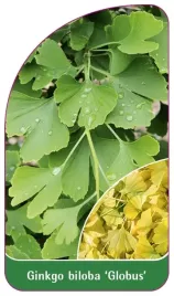 etykieta-szkolkarska-ginkgo-biloba-globus