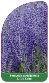 etykieta-szkolkarska-perovskia-atriplicifolia-little-spire