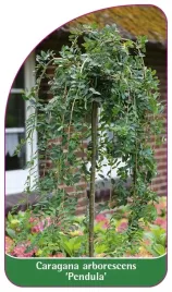 etykieta-szkolkarska-caragana-arborescens-pendula-b