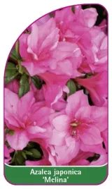 etykieta-szkolkarska-azalea-japonica-melina-c