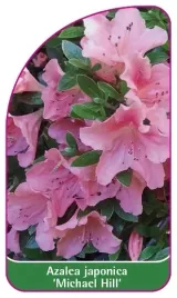 etykieta-szkolkarska-azalea-japonica-michael-hill