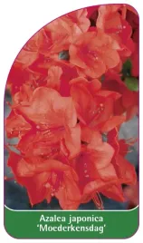 etykieta-szkolkarska-azalea-japonica-moederkensdag