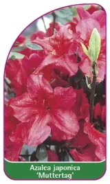etykieta-szkolkarska-azalea-japonica-muttertag