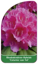 etykieta-szkolkarska-rhododendron-catharine-van-tol-b