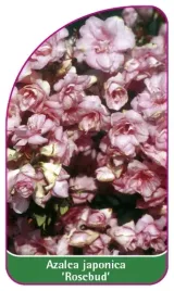 etykieta-szkolkarska-azalea-japonica-rosebud-a