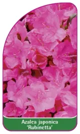 etykieta-szkolkarska-azalea-japonica-rubinetta-a