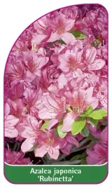 etykieta-szkolkarska-azalea-japonica-rubinetta-b