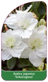 etykieta-szkolkarska-azalea-japonica-schneeglanz-standard-b