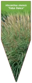 etykieta-szkolkarska-miscanthus-sinensis-yaka-dance
