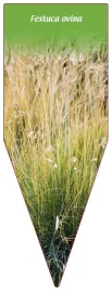 etykieta-szkolkarska-festuca-ovina