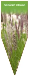 etykieta-szkolkarska-pennisetum-setaceum
