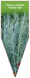 etykieta-szkolkarska-panicum-virgatum-prairie-sky