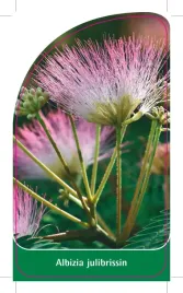 etykieta-szkolkarska-albizia-julibrissin-b