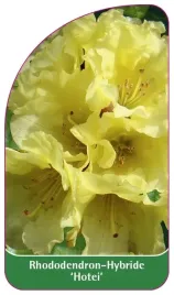 etykieta-szkolkarska-rhododendron-hotei-b