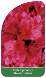 etykieta-szkolkarska-azalea-japonica-stewartoniana-b