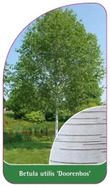 etykieta-szkolkarska-betula-utilis-doorenbos-b