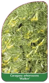 etykieta-szkolkarska-caragana-arborescens-walker-b