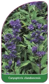 etykieta-szkolkarska-caryopteris-clandonensis-b