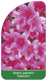 etykieta-szkolkarska-azalea-japonica-sylvester-standard