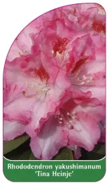 etykieta-szkolkarska-rhododendron-yakushimanum-tina-heinje-b
