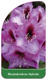 etykieta-szkolkarska-rhododendron-hybride-lila-b
