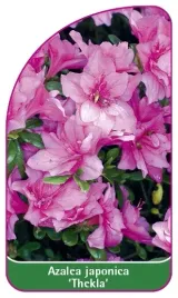 etykieta-szkolkarska-azalea-japonica-thekla
