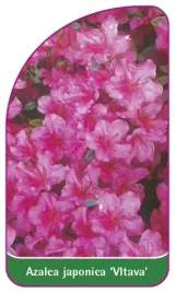 etykieta-szkolkarska-azalea-japonica-vltava-mini