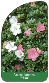 etykieta-szkolkarska-azalea-japonica-yako