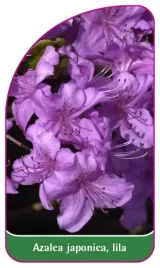 etykieta-szkolkarska-azalea-japonica-lila-b