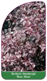 etykieta-szkolkarska-berberis-thunbergii-rose-glow-b
