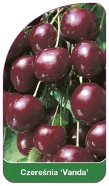 etykieta-szkolkarska-czeresnia-vanda