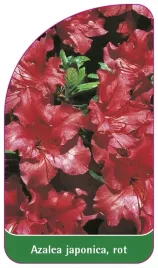 etykieta-szkolkarska-azalea-japonica-rot-c-standard