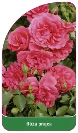 etykieta-szkolkarska-roza-pnaca-331-standard