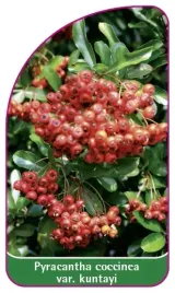 etykieta-szkolkarska-pyracantha-coccinea-var-kuntayi-mini