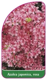 etykieta-szkolkarska-azalea-japonica-rosa-a