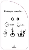 etykieta-szkolkarska-hydrangea-paniculata-i-stan-nowy