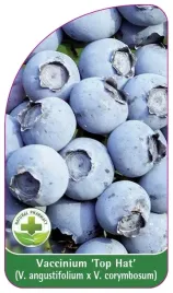 etykieta-szkolkarska-vaccinium-top-hat-standard