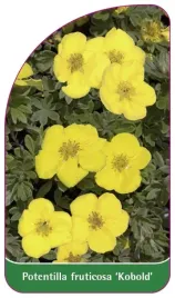 etykieta-szkolkarska-potentilla-fruticosa-kobold-b