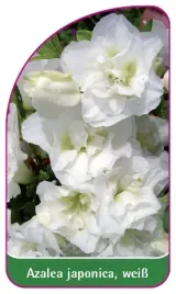 etykieta-szkolkarska-azalea-japonica-weiss-a