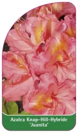 etykieta-szkolkarska-azalea-juanita-b