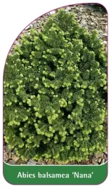 etykieta-szkolkarska-abies-balsamea-nana