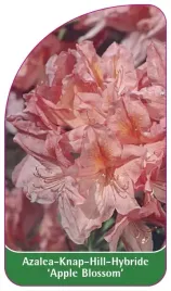 etykieta-szkolkarska-azalea-apple-blossom