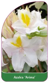 etykieta-szkolkarska-azalea-arima