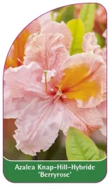 etykieta-szkolkarska-azalea-berryrose-b