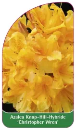 etykieta-szkolkarska-azalea-christopher-wren