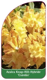 etykieta-szkolkarska-azalea-csardas