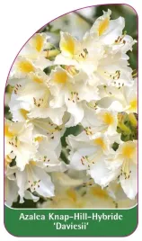 etykieta-szkolkarska-azalea-daviesii
