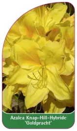 etykieta-szkolkarska-azalea-goldpracht