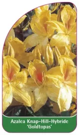 etykieta-szkolkarska-azalea-goldtopas
