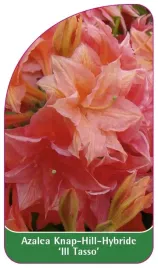 etykieta-szkolkarska-azalea-ill-tasso